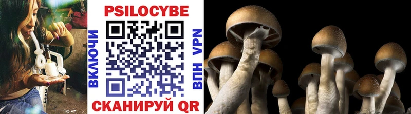 Псилоцибиновые грибы Psilocybe  Кяхта 